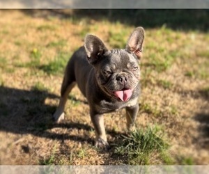 French Bulldog Puppy for sale in OJAI, CA, USA