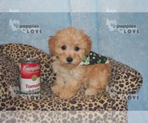 Poodle (Toy) Puppy for sale in SANGER, TX, USA