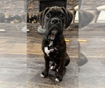Small Photo #1 Boxer Puppy For Sale in BRUSH CREEK, TN, USA