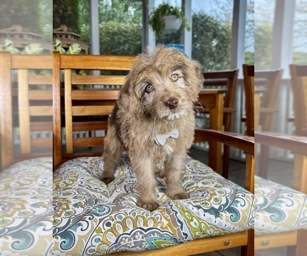 Medium Photo #3 Labradoodle Puppy For Sale in NOBLESVILLE, IN, USA