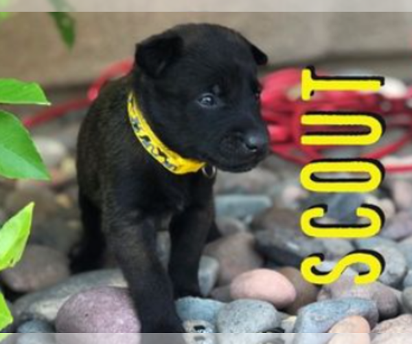 Medium Photo #9 Belgian Malinois Puppy For Sale in CHANDLER, AZ, USA