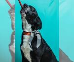 Small American Pit Bull Terrier-Labrador Retriever Mix