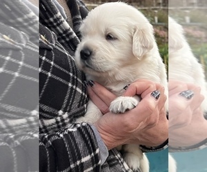 English Cream Golden Retriever Puppy for sale in THOUSAND OAKS, CA, USA