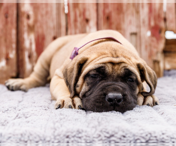 Medium Photo #42 Mastiff Puppy For Sale in WAKARUSA, IN, USA