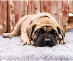 Small Photo #42 Mastiff Puppy For Sale in WAKARUSA, IN, USA