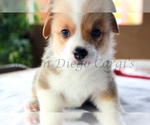Small Photo #1 Pembroke Welsh Corgi Puppy For Sale in SAN DIEGO, CA, USA