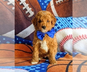 Goldendoodle (Miniature) Puppy for sale in CHRISTIANA, PA, USA