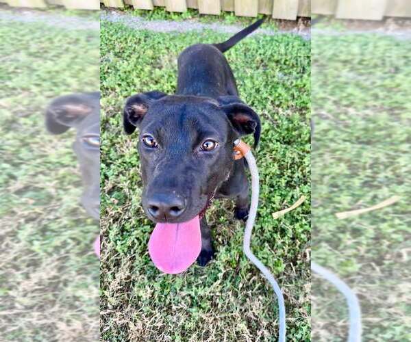 Medium Photo #1 Mutt Puppy For Sale in Abbeville, LA, USA