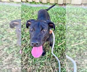 Mutt Dogs for adoption in Abbeville, LA, USA