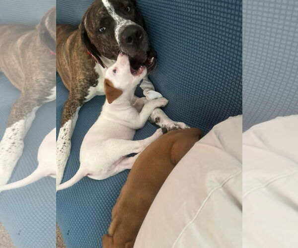 Medium Photo #33 Bullboxer Pit Puppy For Sale in Germantown, OH, USA