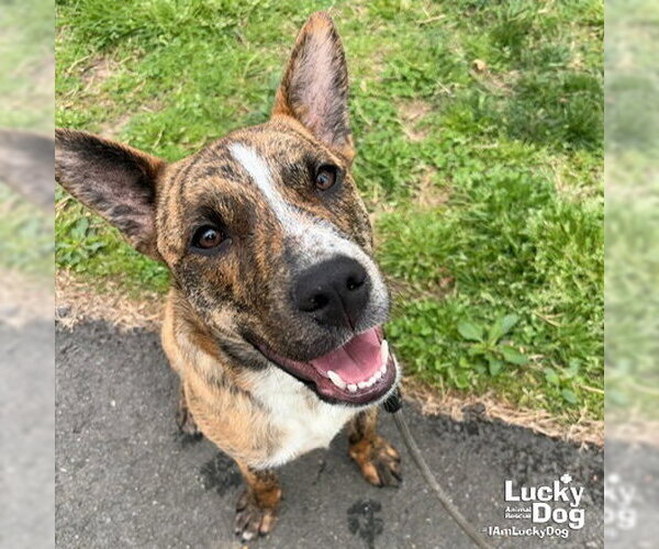 Medium Photo #6 Mutt Puppy For Sale in Washington, DC, USA