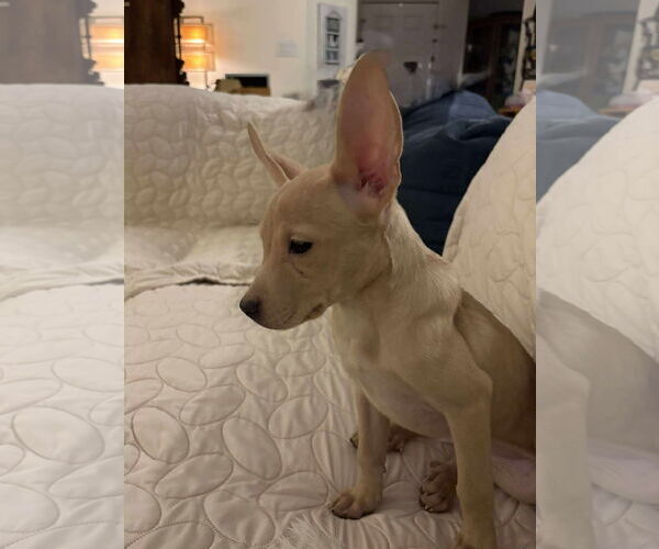 Medium Photo #2 Chihuahua-Unknown Mix Puppy For Sale in Dallas, TX, USA