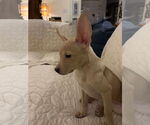 Small #1 Chihuahua Mix