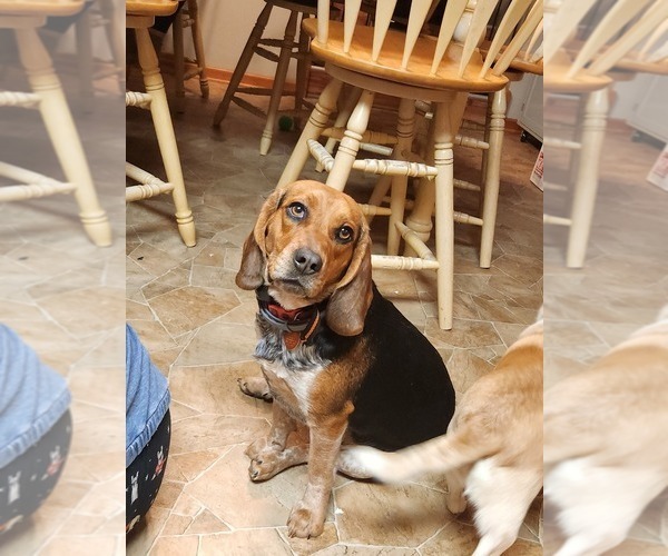 Full screen Photo #1 Beagle Puppy For Sale in MONROEVILLE, NJ, USA