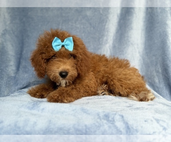 Medium Photo #10 Cockapoo (Miniature) Puppy For Sale in LAKELAND, FL, USA