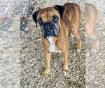 Small Boxer