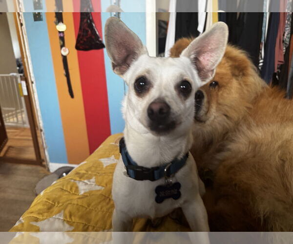 Medium Photo #1 Chihuahua-Unknown Mix Puppy For Sale in Fort Collins, CO, USA