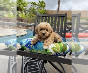 Goldendoodle (Miniature) Puppy for sale in SAN DIEGO, CA, USA