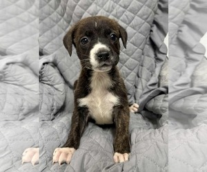 Medium German Shepherd Dog Mix