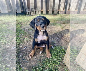 Rolo - Male Mutt Dog for Adoption - Photo #2