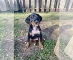 Small Photo #2 Mutt Puppy For Sale in Hillsboro, MO, USA