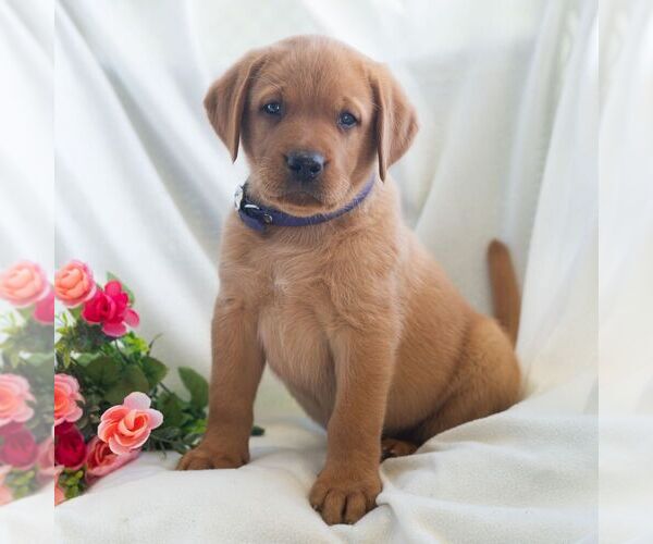 Medium Photo #7 Labrador Retriever Puppy For Sale in GREEN PARK, PA, USA