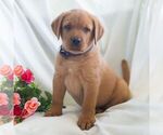 Small #6 Labrador Retriever