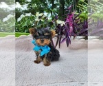 Small #5 Yorkshire Terrier