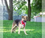 Small #4 German Shepherd Dog Mix