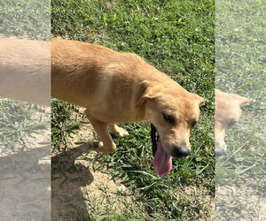 Daina - Female Golden Labrador Dog for Adoption - Photo #2