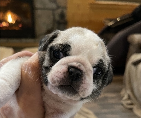 Medium Photo #5 Pug Puppy For Sale in NEW LONDON, OH, USA