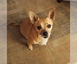 Chihuahua-Unknown Mix Dogs for adoption in Coldwater, MI, USA