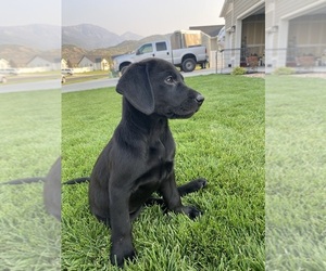 Labrador Retriever Puppy for sale in GENOLA, UT, USA