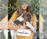 Small Photo #11 Pointer Puppy For Sale in SACRAMENTO, CA, USA
