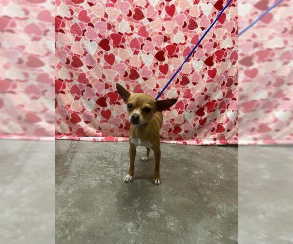 Medium Photo #1 Chihuahua Puppy For Sale in Rosenberg, TX, USA