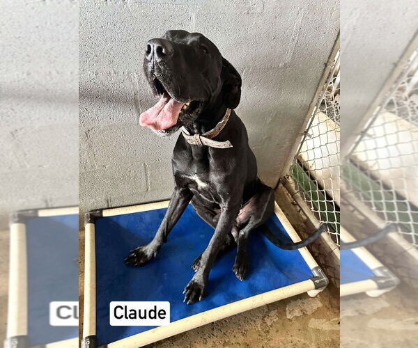 Medium Photo #5 Great Dane Puppy For Sale in Bullard, TX, USA