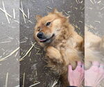 Small #2 Chow Chow Mix