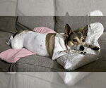 Small #1 Rat Terrier Mix