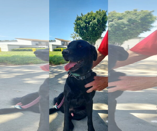 Medium Photo #6 Labrador Retriever-Unknown Mix Puppy For Sale in San Diego, CA, USA