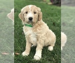 Puppy 7 English Cream Golden Retriever-Poodle (Standard) Mix