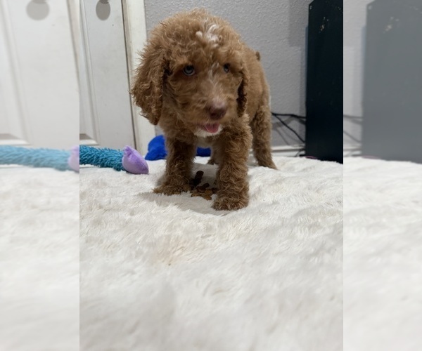 Medium Photo #3 Goldendoodle-Poodle (Standard) Mix Puppy For Sale in SACRAMENTO, CA, USA