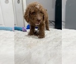 Small #2 Goldendoodle-Poodle (Standard) Mix