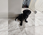 Small Photo #9 Mastiff Puppy For Sale in HOLYOKE, MA, USA