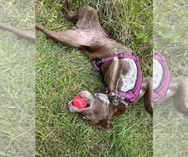 Medium Photo #15 Mutt Puppy For Sale in Candler, NC, USA