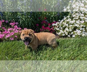 Rus-A-Pei Puppy for sale in GOSHEN, IN, USA