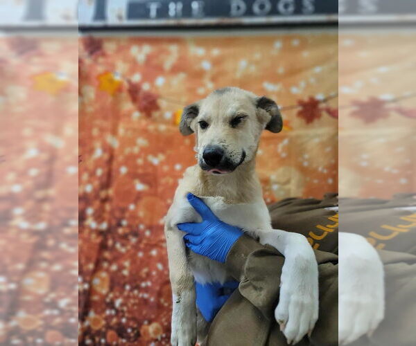 Medium Photo #4 Huskies -Unknown Mix Puppy For Sale in New York, NY, USA