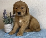 Small Golden Retriever