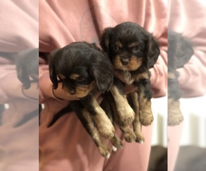 Cavalier King Charles Spaniel Puppy for Sale in AURORA, Colorado USA