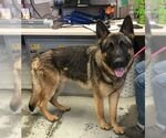 Small #1 German Shepherd Dog