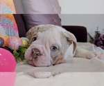 Small Photo #1 Bulldog Puppy For Sale in HERCULES, CA, USA